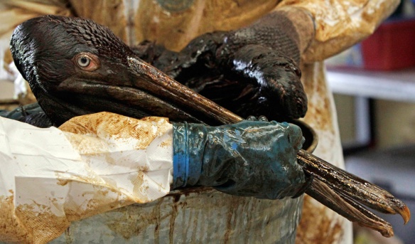 Pelikanı petrolden arındırma çalışmaları. Fotoğraf: Bill Haber