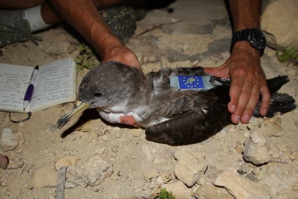 Deniz kuşlarında GPS ile takibi merak edenlere, sırtına beslenme alanlarını araştırmak için (sponsorlu) GPS yerleştirilmiş bir Boz yelkovan ©Life+ Malta Seabird Project